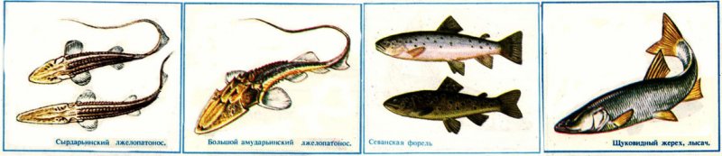 Рыбы в красной книге