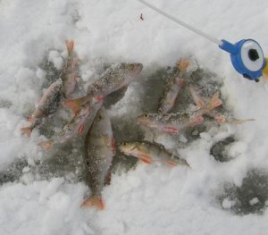 Азартная ловля на весеннем льду