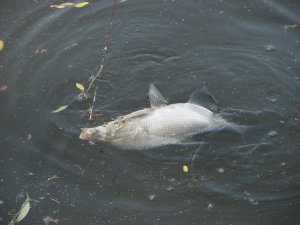 Воздействие на аппетит рыбы