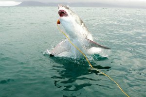 Как ловить белую акулу