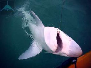 Как ловить акулу