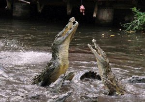 Как сделать приманку для крокодила