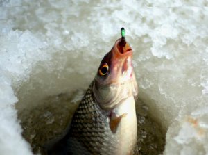 Правила ловли рыбы зимой