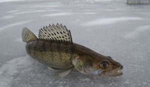 Ловля рыбы на Волге по первому льду