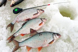 Зимняя рыбалка. Как заставить рыбу клевать