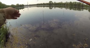 Летняя рыбалка: карась