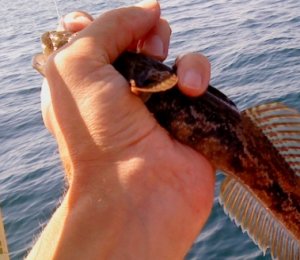 Ловля рыбы в Анапе