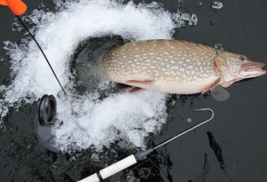 Зимняя рыбалка на щуку с помощью жерлицы